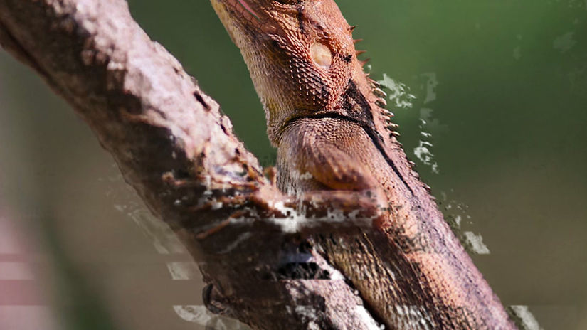 NETFLIX - DE CALANGO PRA CALANGO